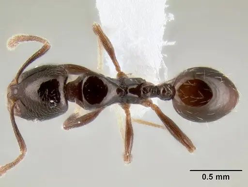 Stenamma pelophilum specimen CASENT0604622 image casent0604622_1