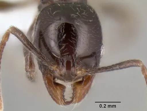 Stenamma pelophilum specimen CASENT0604622 image casent0604622_2