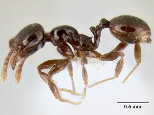 Stenamma pelophilum specimen CASENT0604622 image casent0604622_3