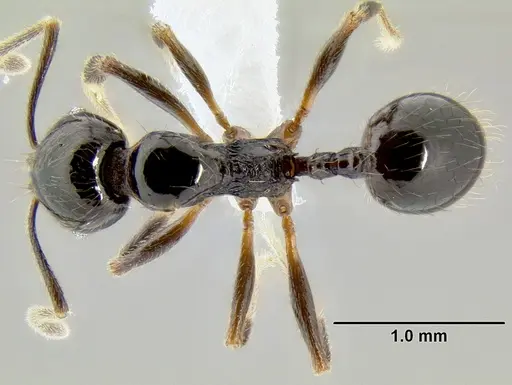 Stenamma pelophilum specimen CASENT0605428 image casent0605428_1