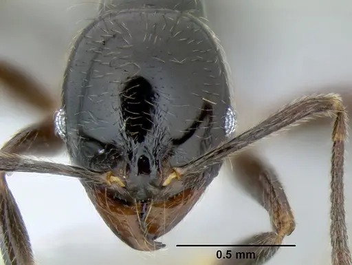 Stenamma pelophilum specimen CASENT0605428 image casent0605428_2