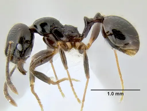 Stenamma pelophilum specimen CASENT0605428 image casent0605428_3