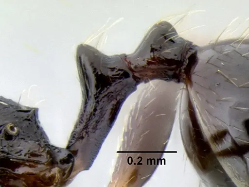 Stenamma pelophilum specimen CASENT0605428 image casent0605428_4