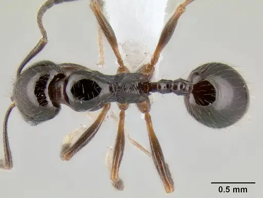 Stenamma pelophilum specimen CASENT0605452 image casent0605452_1