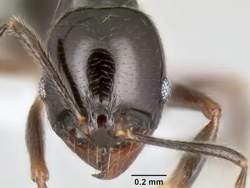 Stenamma pelophilum specimen CASENT0605452 image casent0605452_2