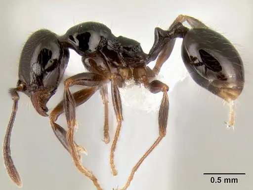 Stenamma pelophilum specimen CASENT0605452 image casent0605452_3