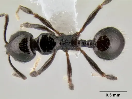 Stenamma pelophilum specimen CASENT0605516 image casent0605516_1