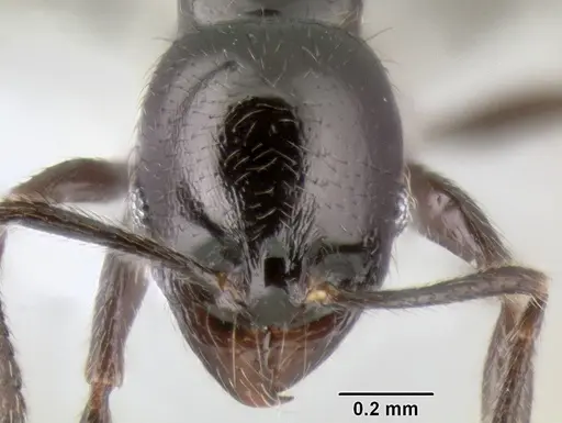 Stenamma pelophilum specimen CASENT0605516 image casent0605516_2