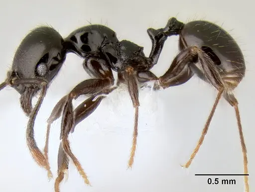 Stenamma pelophilum specimen CASENT0605516 image casent0605516_3