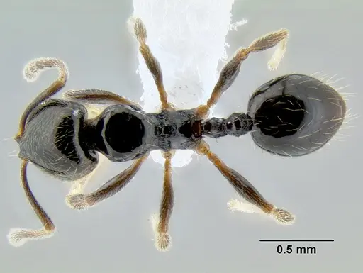 Stenamma pelophilum specimen CASENT0605613 image casent0605613_1