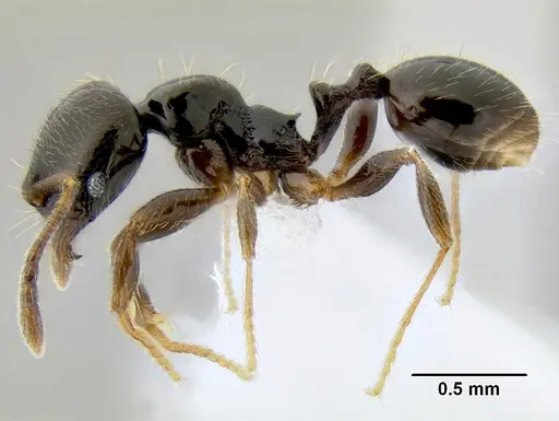 Stenamma pelophilum specimen CASENT0605613 image casent0605613_3