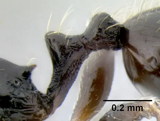 Stenamma pelophilum specimen CASENT0605613 image casent0605613_4