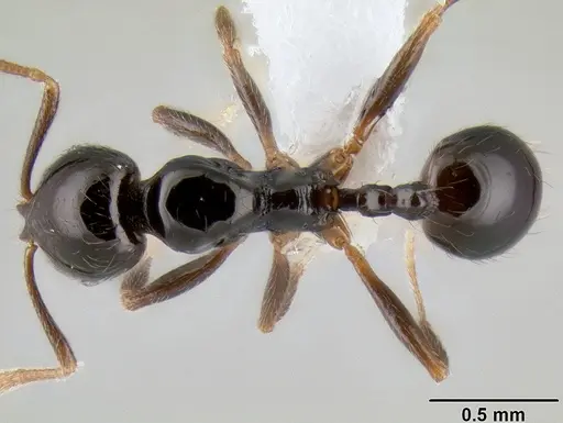 Stenamma pelophilum specimen CASENT0606223 image casent0606223_1