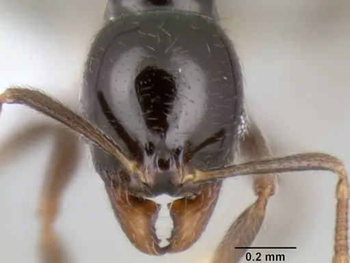 Stenamma pelophilum specimen CASENT0606223 image casent0606223_2