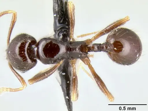 Stenamma pelophilum specimen CASENT0620146 image casent0620146_1