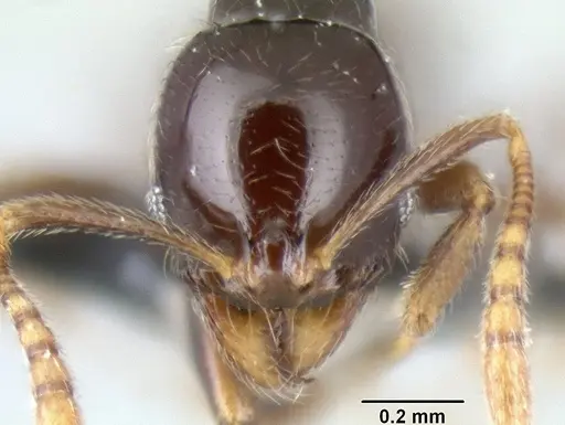 Stenamma pelophilum specimen CASENT0620146 image casent0620146_2