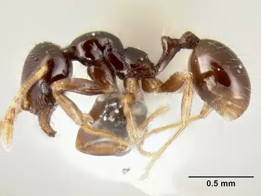 Stenamma pelophilum specimen CASENT0620146 image casent0620146_3