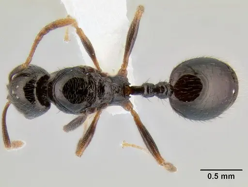 Stenamma pelophilum specimen CASENT0622334 image casent0622334_1