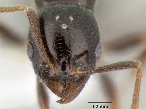 Stenamma pelophilum specimen CASENT0622334 image casent0622334_2