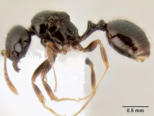 Stenamma pelophilum specimen CASENT0622334 image casent0622334_3