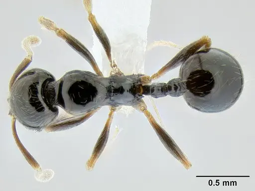 Stenamma pelophilum specimen CASENT0622838 image casent0622838_1