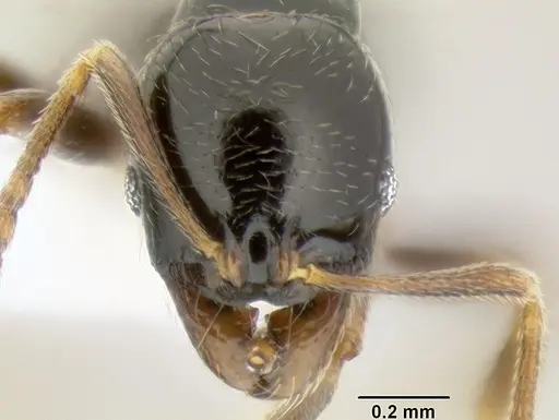 Stenamma pelophilum specimen CASENT0622838 image casent0622838_2