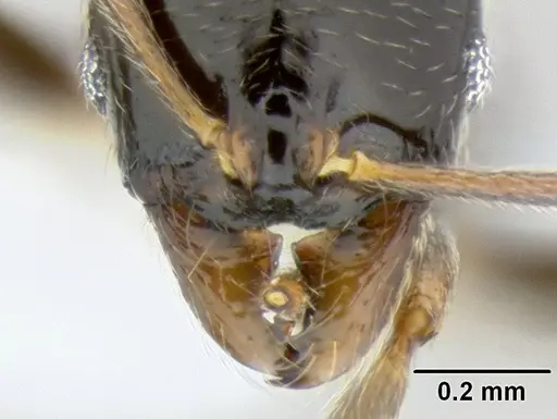 Stenamma pelophilum specimen CASENT0622838 image casent0622838_3