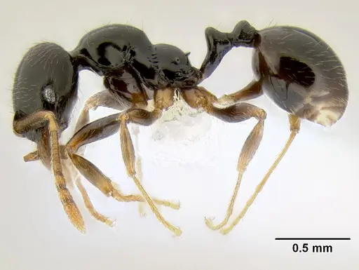 Stenamma pelophilum specimen CASENT0622838 image casent0622838_4