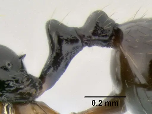 Stenamma pelophilum specimen CASENT0622838 image casent0622838_5