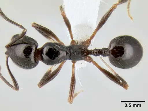 Stenamma pelophilum specimen CASENT0622846 image casent0622846_1