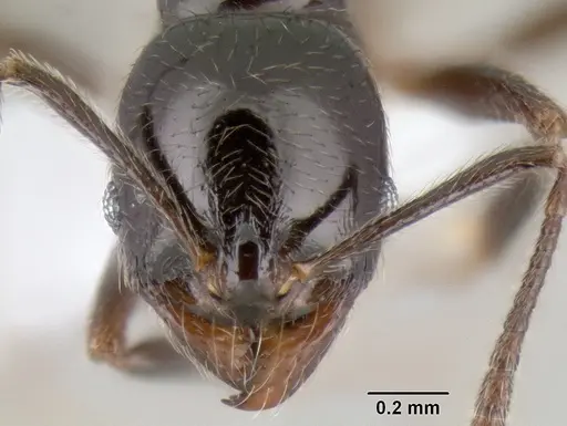 Stenamma pelophilum specimen CASENT0622846 image casent0622846_2