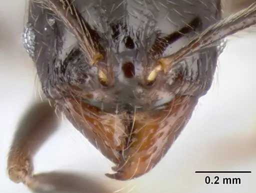 Stenamma pelophilum specimen CASENT0622846 image casent0622846_3