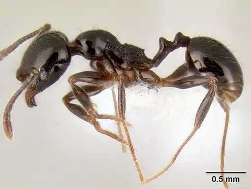 Stenamma pelophilum specimen CASENT0622846 image casent0622846_4