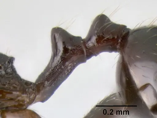 Stenamma pelophilum specimen CASENT0622846 image casent0622846_5