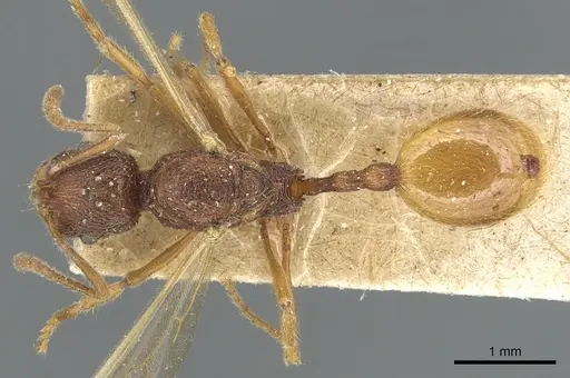 Stenamma petiolatum specimen CASENT0904149 image casent0904149_1