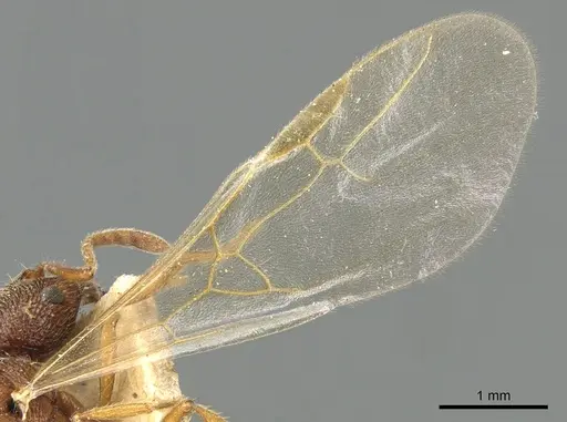 Stenamma petiolatum specimen CASENT0904149 image casent0904149_4