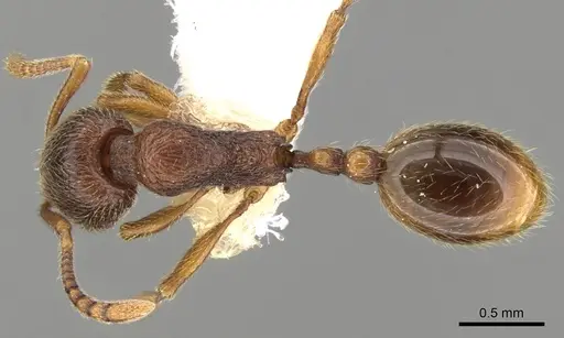 Stenamma picetojuglandeti specimen CASENT0280812 image casent0280812_1