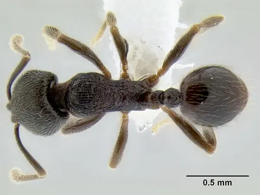 Stenamma picopicucha specimen CASENT0606709 image casent0606709_1