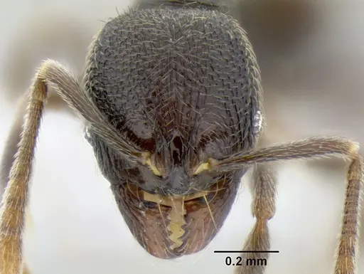 Stenamma picopicucha specimen CASENT0606709 image casent0606709_2