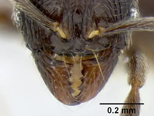Stenamma picopicucha specimen CASENT0606709 image casent0606709_3