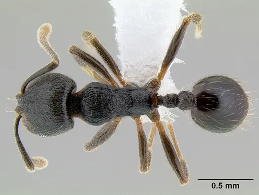 Stenamma picopicucha specimen CASENT0621347 image casent0621347_1