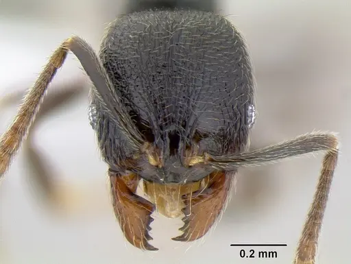 Stenamma picopicucha specimen CASENT0621347 image casent0621347_2