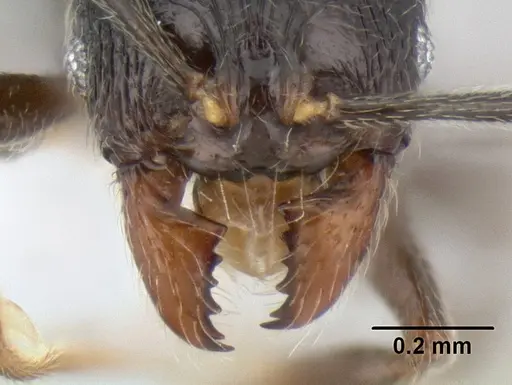 Stenamma picopicucha specimen CASENT0621347 image casent0621347_3