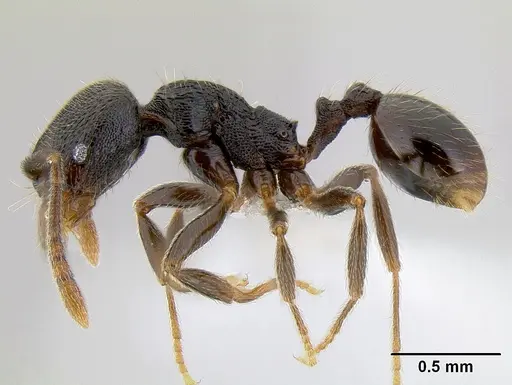 Stenamma picopicucha specimen CASENT0621347 image casent0621347_4