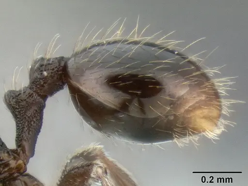 Stenamma picopicucha specimen CASENT0621347 image casent0621347_5