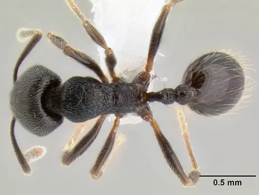Stenamma picopicucha specimen CASENT0621356 image casent0621356_1