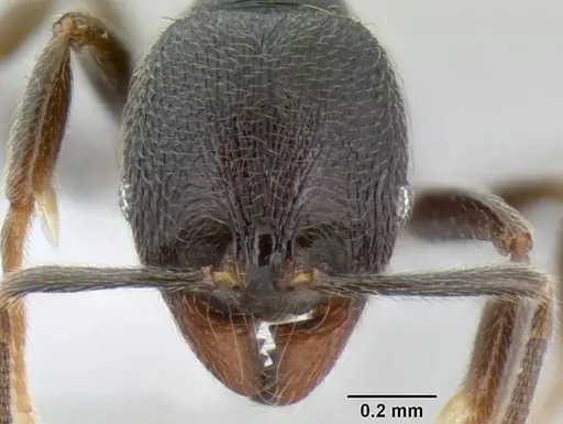 Stenamma picopicucha specimen CASENT0621356 image casent0621356_2