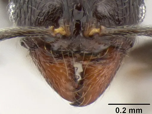 Stenamma picopicucha specimen CASENT0621356 image casent0621356_3