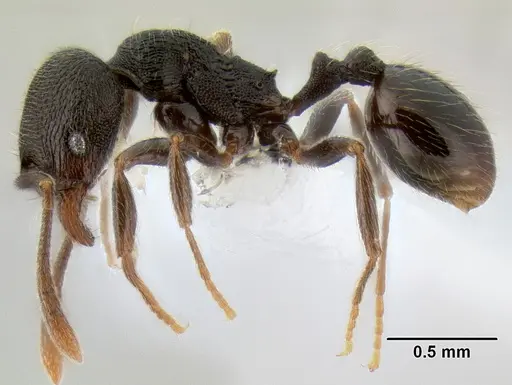 Stenamma picopicucha specimen CASENT0621356 image casent0621356_4