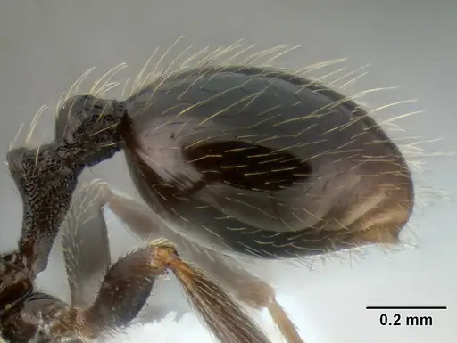 Stenamma picopicucha specimen CASENT0621356 image casent0621356_5